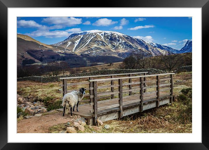  Please Can I Cross? Framed Mounted Print by Peter Stuart