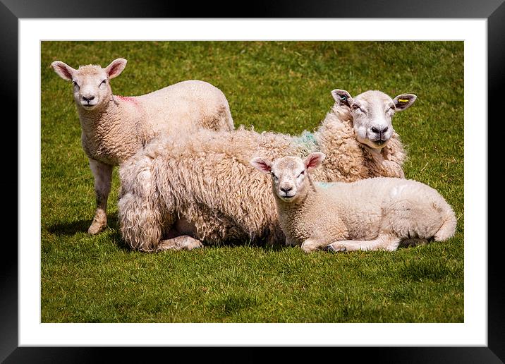  The Silence of the lambs Framed Mounted Print by Peter Stuart