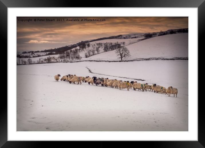 Snow Sheep Framed Mounted Print by Peter Stuart