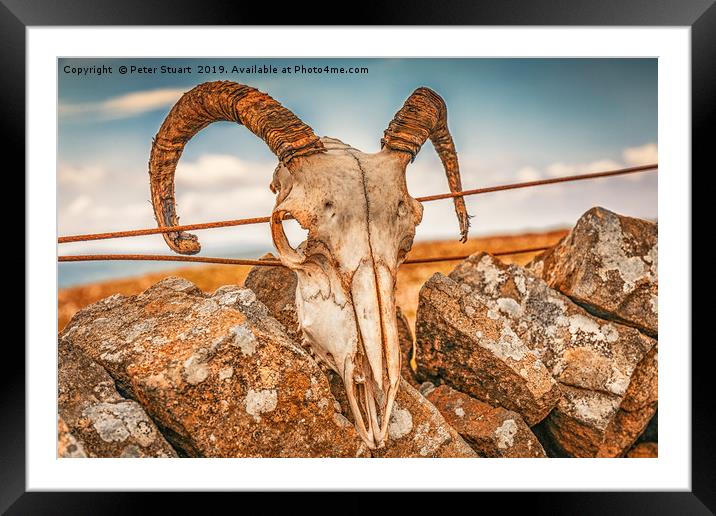 Ram's Skull on the summit of Buckden Pike Framed Mounted Print by Peter Stuart
