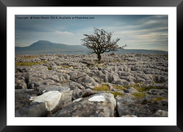 Lone tree and Ingleborough Framed Mounted Print by Peter Stuart