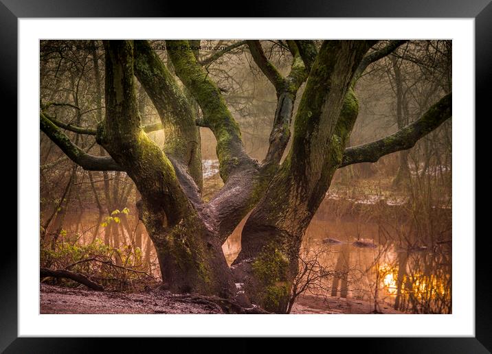 Light throgh trees at Sankey Valley in St Helens Framed Mounted Print by Peter Stuart