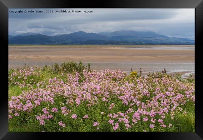 Haverigg and the Duddon Estuary in South Cumbria Framed Print by Peter Stuart