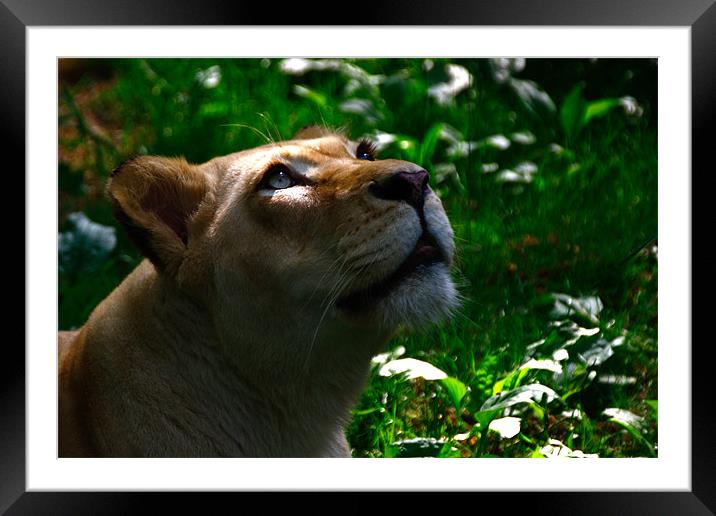 Queen of the Jungle Framed Mounted Print by Kabir Bakie
