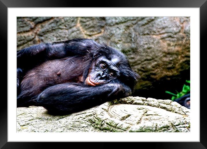 Bonobo Reverie Framed Mounted Print by Kabir Bakie
