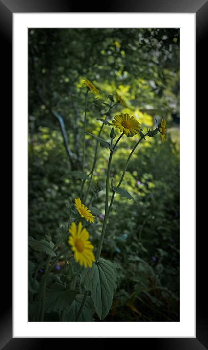 Daisy 2 Framed Mounted Print by Liam Spence