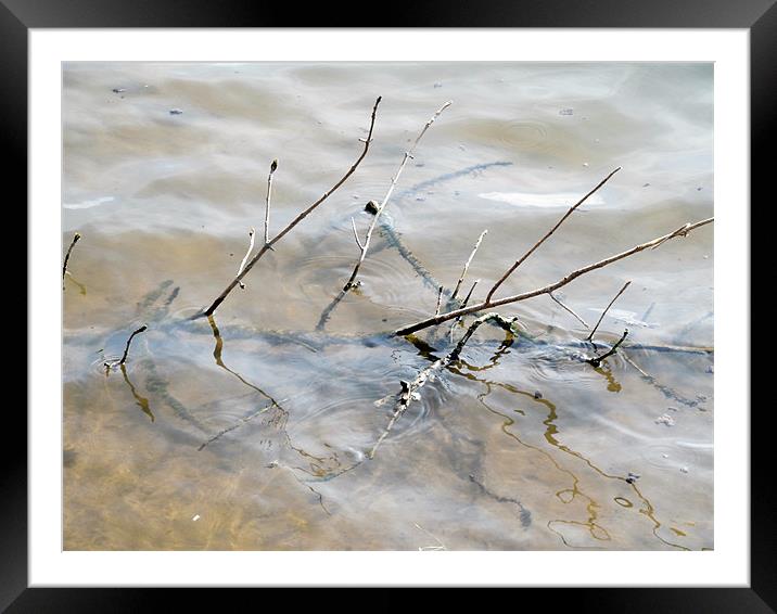 Branches in water Framed Mounted Print by Samantha Daniels