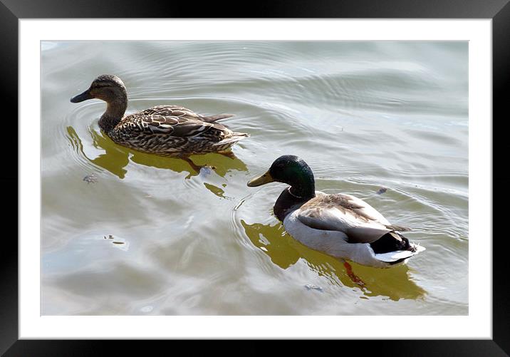 Swimming ducks Framed Mounted Print by Samantha Daniels
