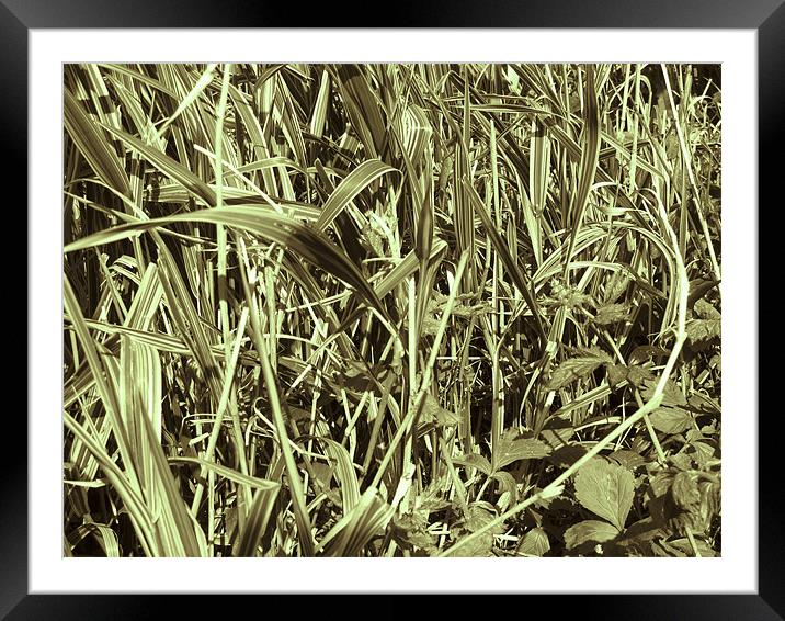 Grass Framed Mounted Print by Samantha Daniels