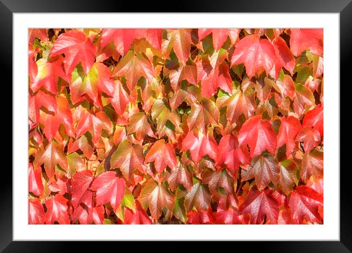 The reds and golds of autumn. Framed Mounted Print by David Birchall