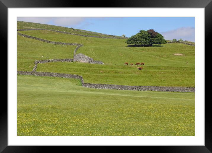Summer in the Yorkshire Dales. Framed Mounted Print by David Birchall