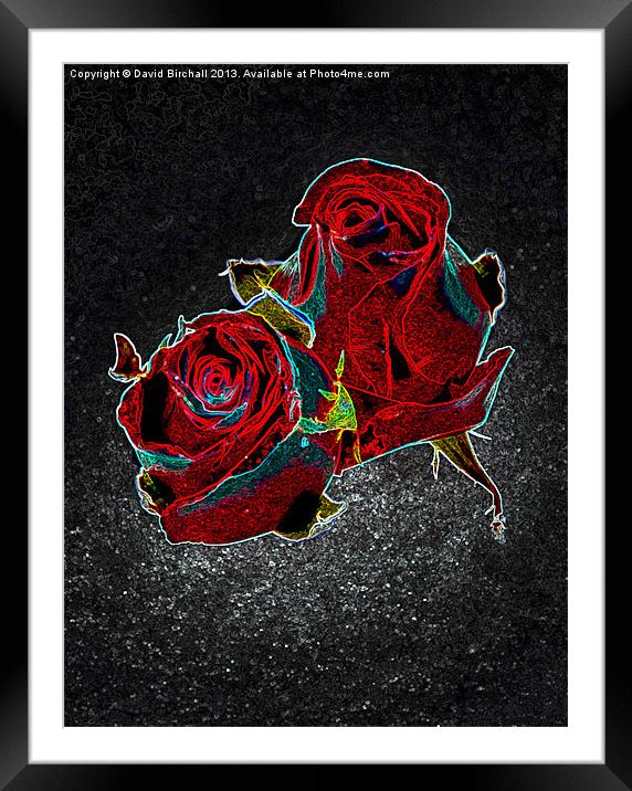 Savage Roses Framed Mounted Print by David Birchall
