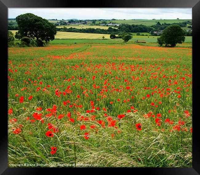 Country Summer Meadow Framed Print by David Birchall