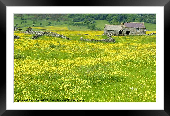 Sea Of Buttercups Framed Mounted Print by David Birchall
