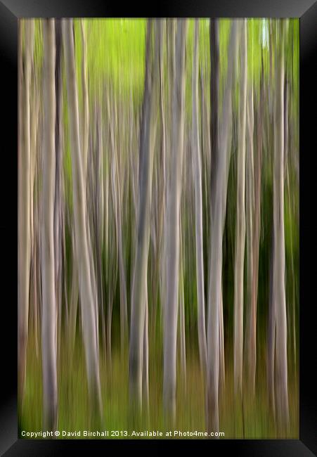Abstract Aspens in Canada Framed Print by David Birchall