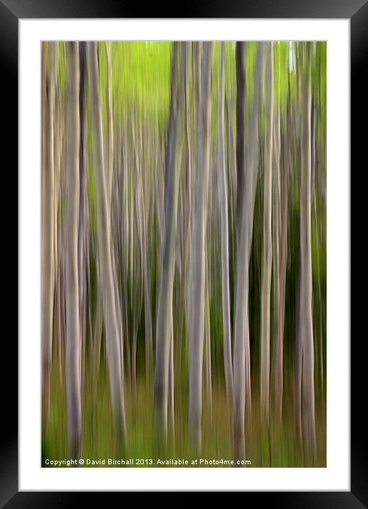 Abstract Aspens in Canada Framed Mounted Print by David Birchall