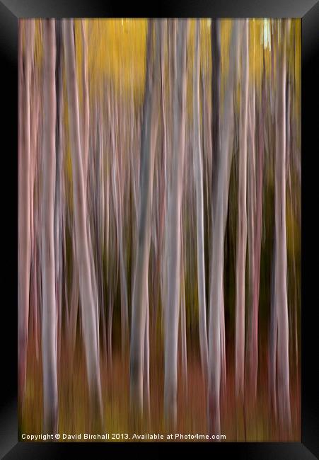 Abstract Aspens in Canada Framed Print by David Birchall