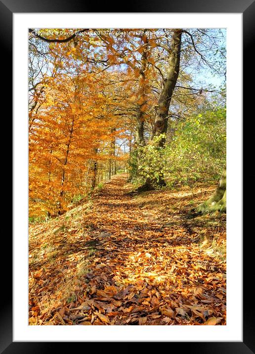 Autumn Colour, Derbyshire Framed Mounted Print by David Birchall