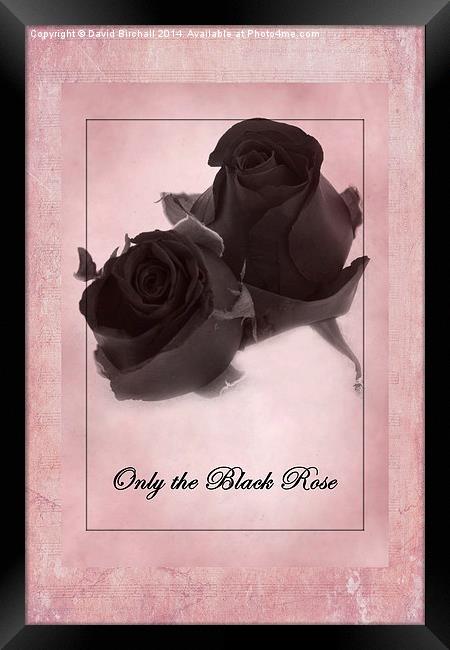Only The Black Rose Framed Print by David Birchall
