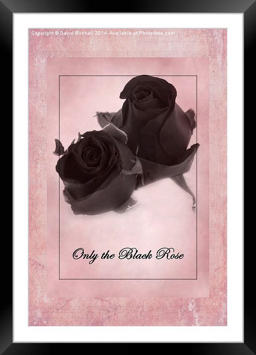 Only The Black Rose Framed Mounted Print by David Birchall