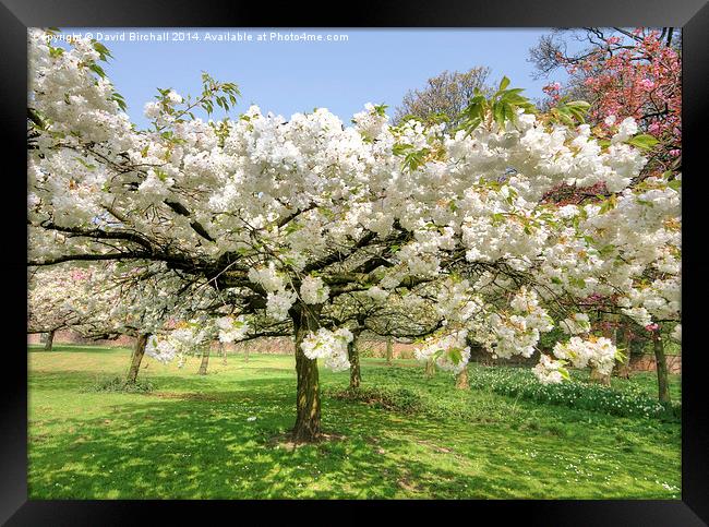 White April Blossom Framed Print by David Birchall