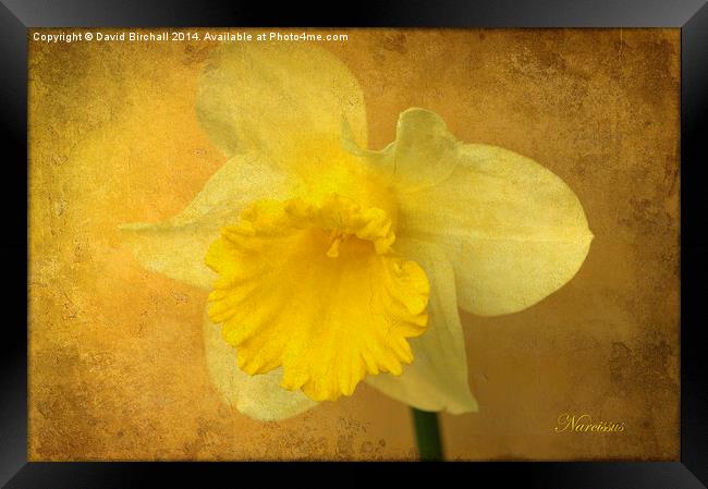 Daffodil Narcissus Framed Print by David Birchall