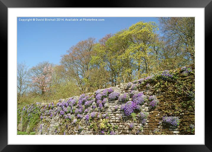 Aubretia Wall Framed Mounted Print by David Birchall