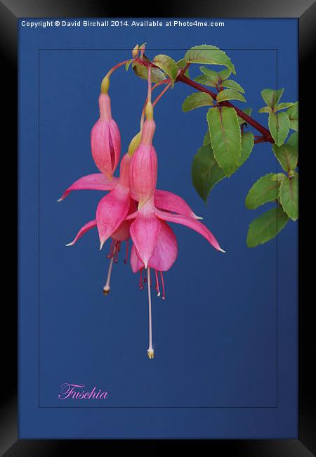 Pink Fuschia with blue background. Framed Print by David Birchall