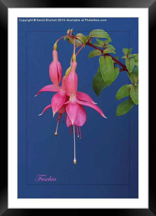 Pink Fuschia with blue background. Framed Mounted Print by David Birchall