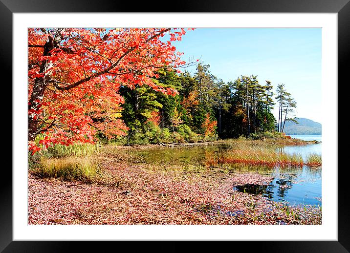  Autumn Red Framed Mounted Print by David Birchall