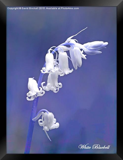  White Bluebell Framed Print by David Birchall