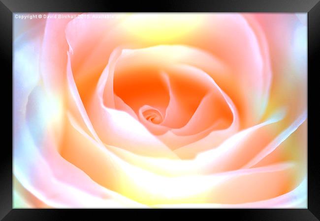  Pastel Rose Framed Print by David Birchall