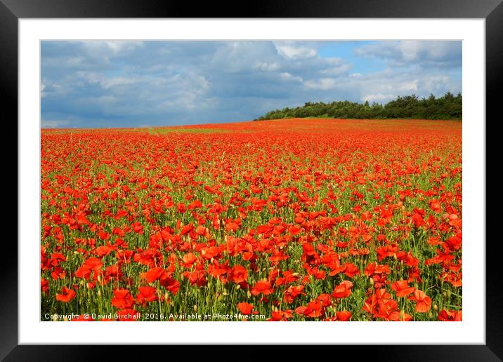 Nottinghamshire Poppy Field Framed Mounted Print by David Birchall