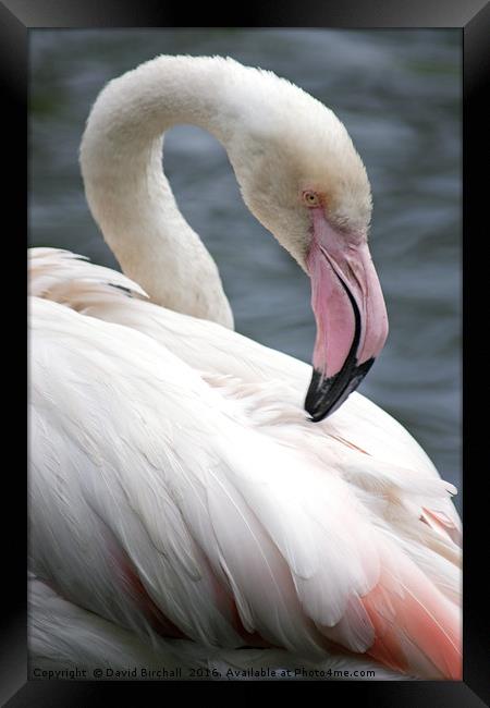 Pink Flamingo Profile Framed Print by David Birchall