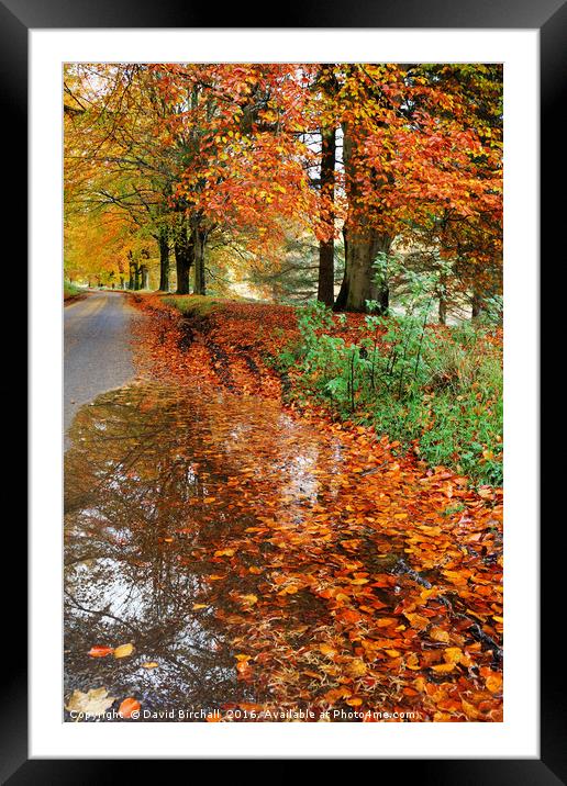 Derbyshire Leafy Lane in Autumn Framed Mounted Print by David Birchall