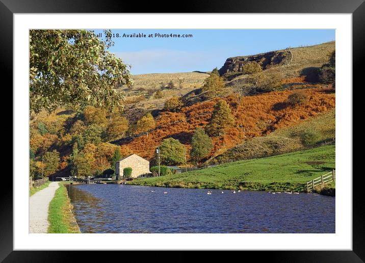 Autumn on the canal-side. Framed Mounted Print by David Birchall