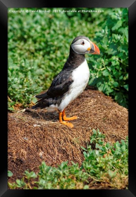 Puffin profile Framed Print by David Birchall