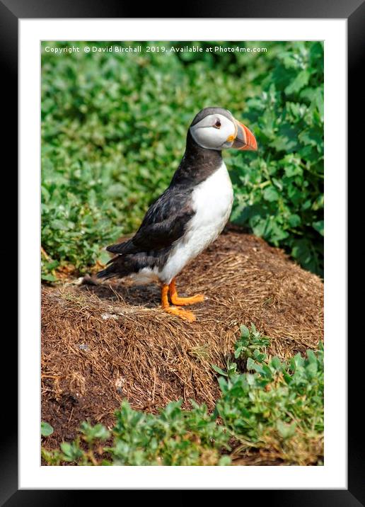 Puffin profile Framed Mounted Print by David Birchall