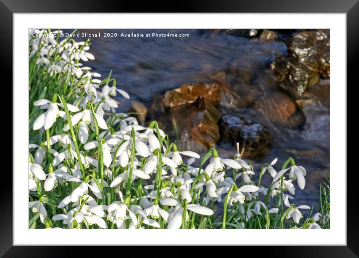 Snowdrops and Stream. Framed Mounted Print by David Birchall