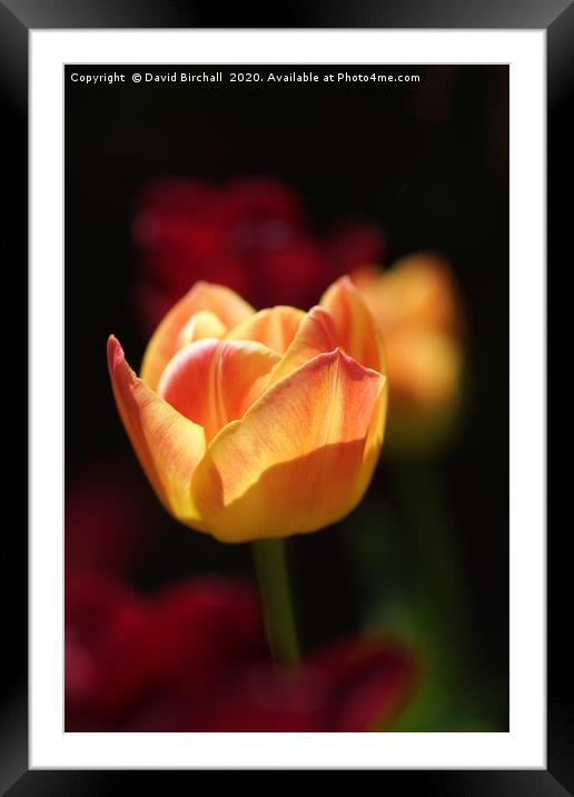Peach and rose coloured tulip flower. Framed Mounted Print by David Birchall