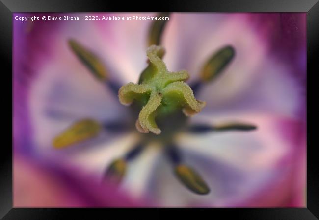 Purple tulip stamen Framed Print by David Birchall