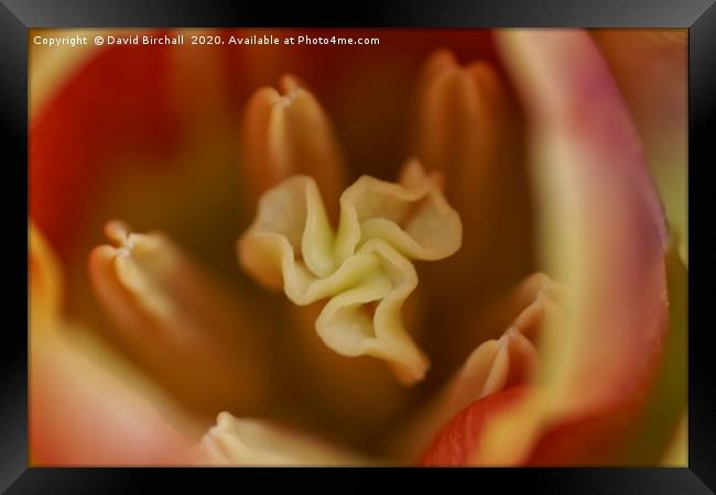 Peach and red tulip stamen. Framed Print by David Birchall
