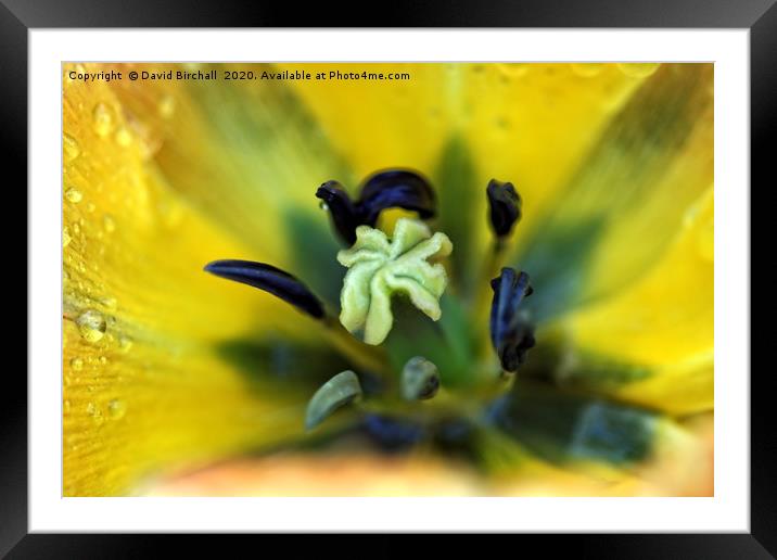 Yellow tulip flower and stamen. Framed Mounted Print by David Birchall