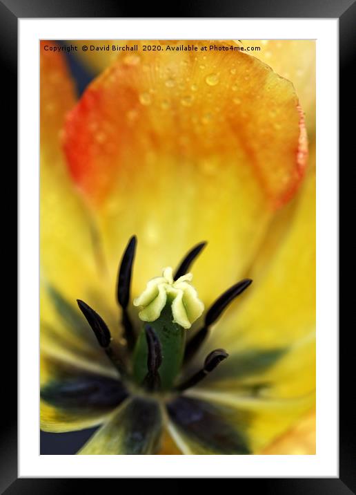 Close-up of a red and yellow tulip flower. Framed Mounted Print by David Birchall