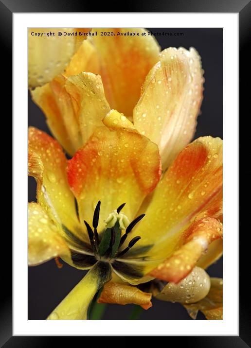 Yellow and red tulip close-up. Framed Mounted Print by David Birchall