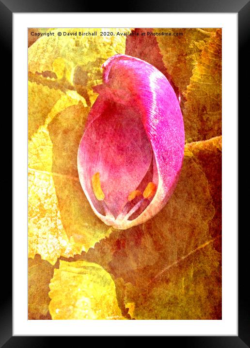 Tulip petal on leaves, toned and textured. Framed Mounted Print by David Birchall