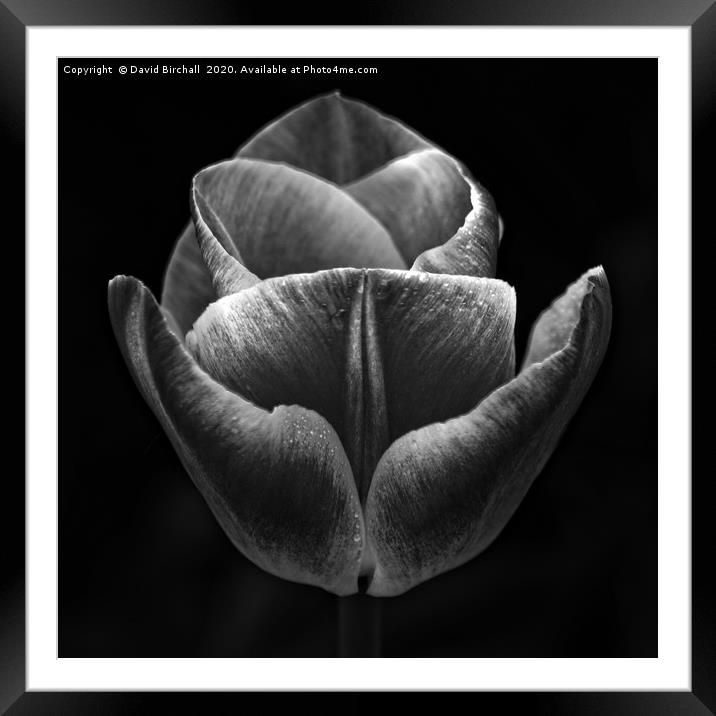 Dark Flower Framed Mounted Print by David Birchall