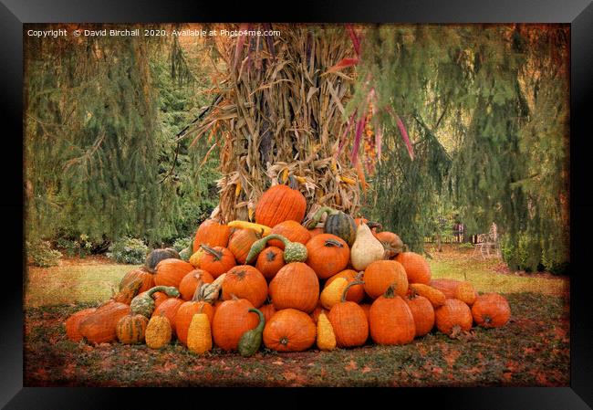 New England pumpkin display. Framed Print by David Birchall
