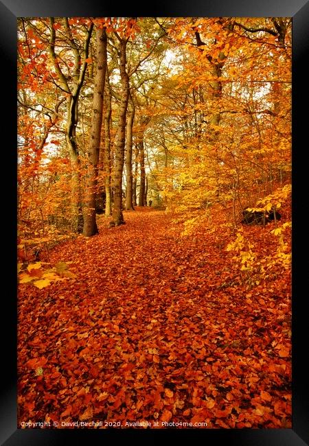 Autumn colour in forest. Framed Print by David Birchall