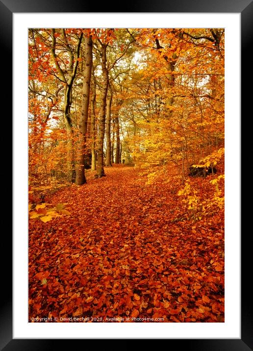 Autumn colour in forest. Framed Mounted Print by David Birchall
